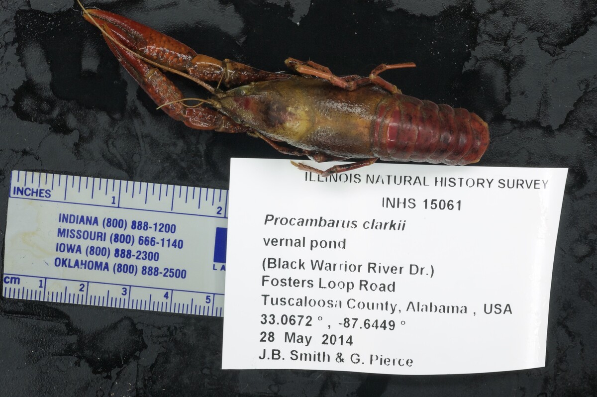 Procambarus clarkii image